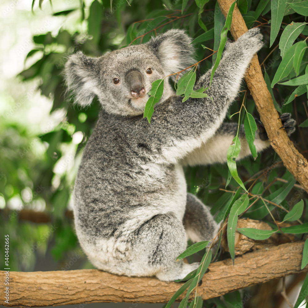 Fototapeta premium Australijska koala na zewnątrz w drzewie eukaliptusowym.