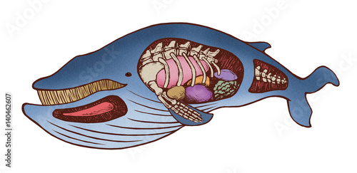 クジラ シロナガスクジラ ヒゲクジラ Stock イラスト Adobe Stock クジラ シロナガスクジラ ヒゲクジラ Stock イラスト Adobe Stock