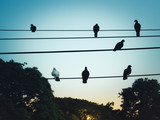 Silhouette of a pigeons sitting on pillar electric line in the morning light 
