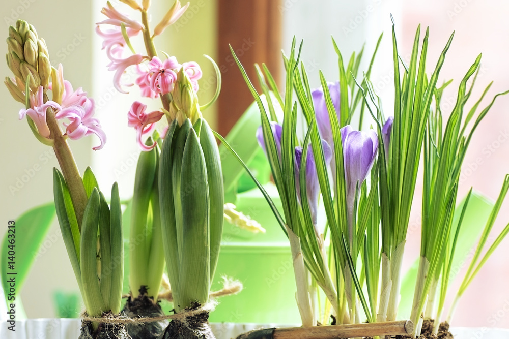 Fototapeta premium Beautiful spring grape pink hyacinth and blue crocuses in pot