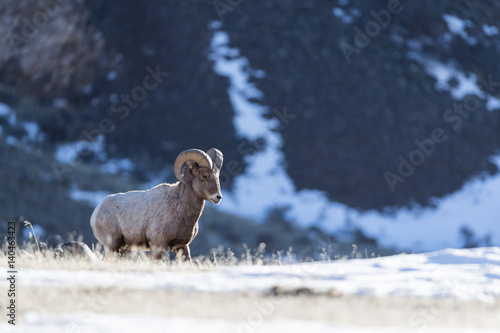 Fotografija Bighorn sheep