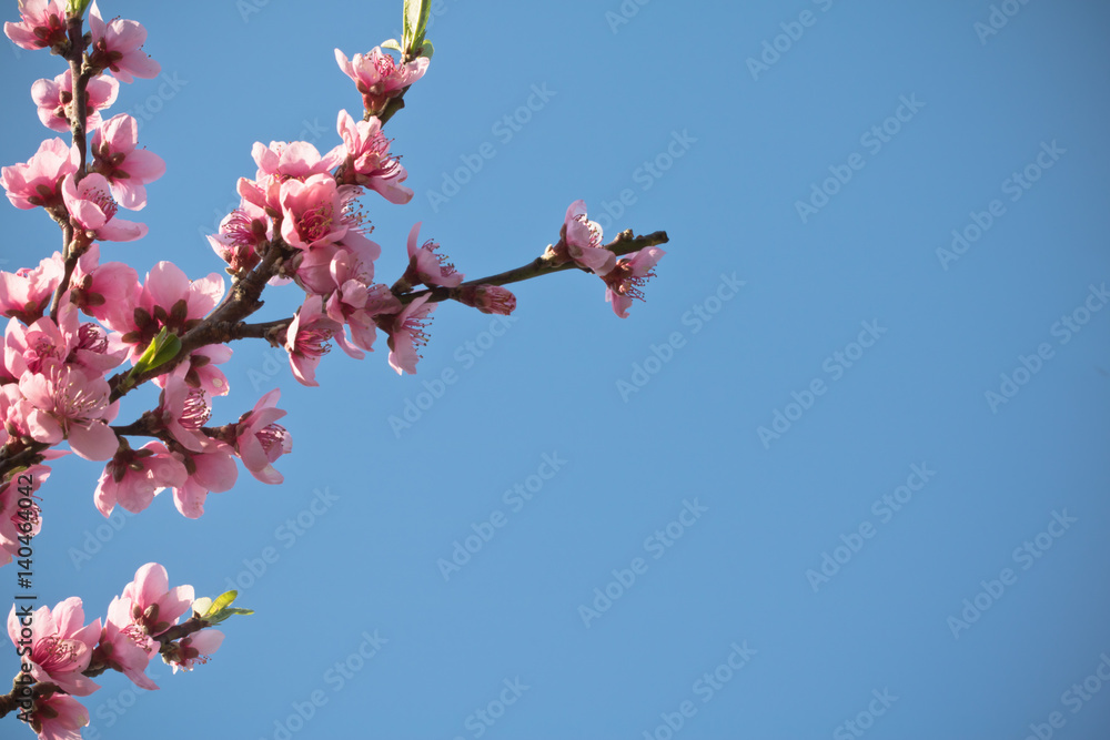 spring nectarine colorful pink flowers tree blooming in sunny blue sky as background