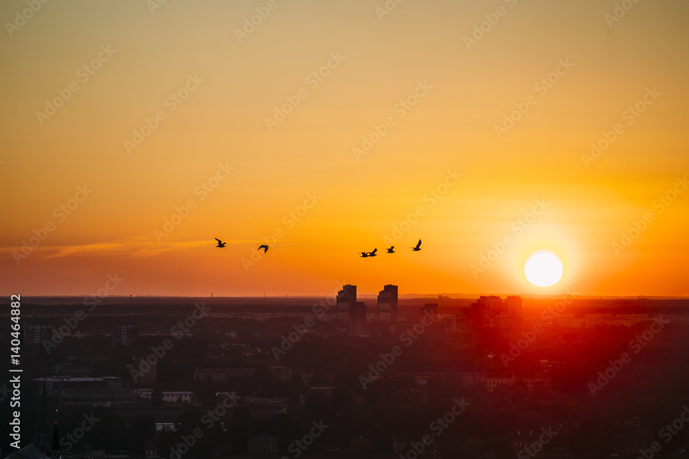 Birds flying over city in sunset