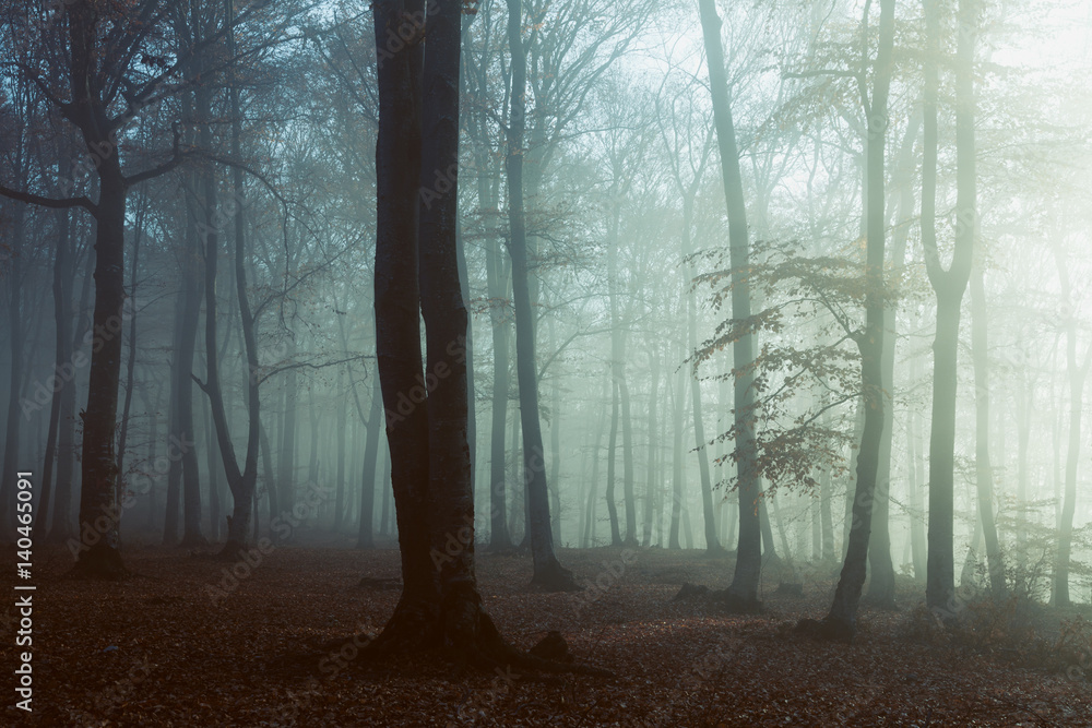 Fototapeta premium Straszne światło w mglistym lesie