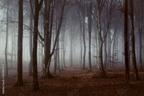 Fototapeta Naklejka Na Ścianę i Meble -  Spooky light in misty forest