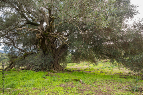 Millenary olive trees photo