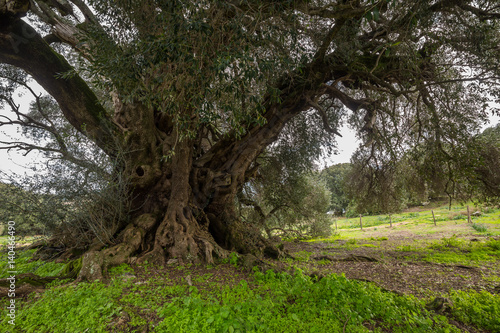 Millenary olive trees photo