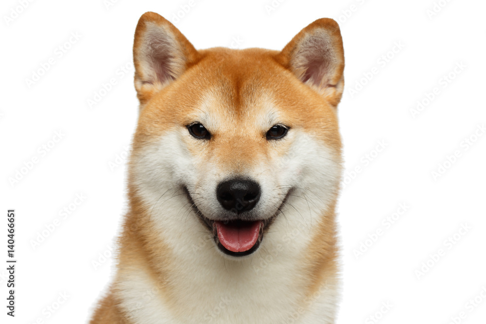 Portrait of Happy Shiba inu Dog on Isolated White Background, Front view