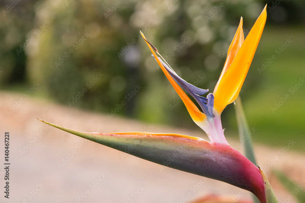 Obraz premium Strelitzia