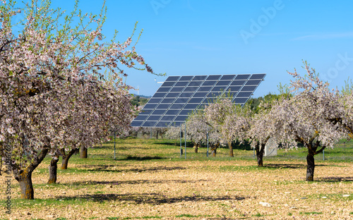 Solar panels in almond field photo