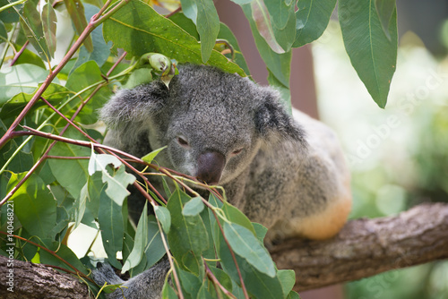 Fototapeta Naklejka Na Ścianę i Meble -  居眠り中のコアラ