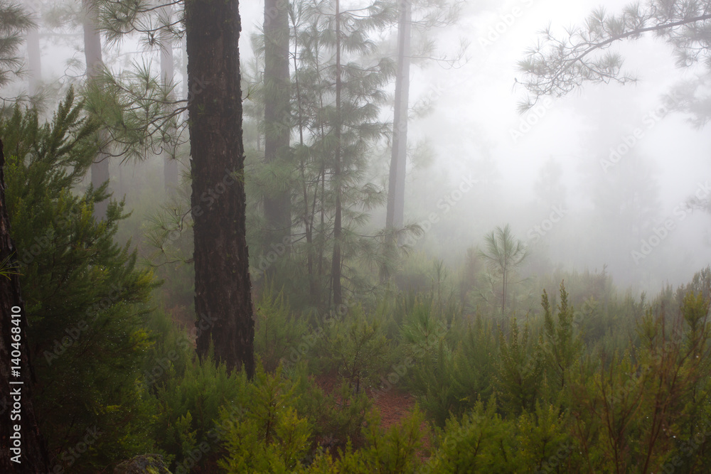 Pinus canariensis. Misty foggy forest in Tenerife, Spain, winter weather Pinus canariensis. Misty foggy forest in Tenerife, Spain, winter weather