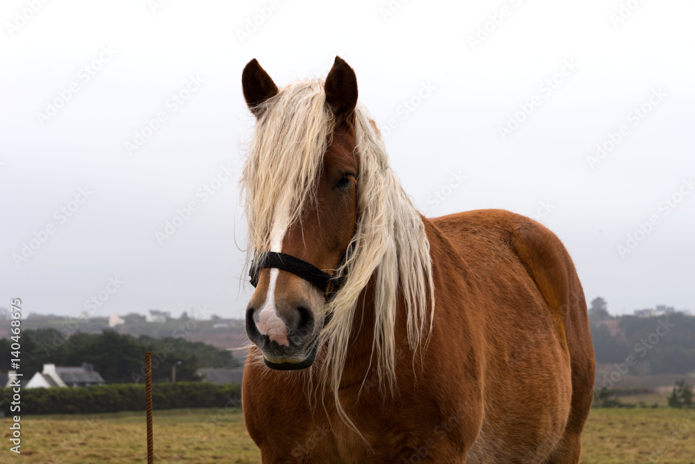 Obraz premium Eim Pferd auf einer Wiese