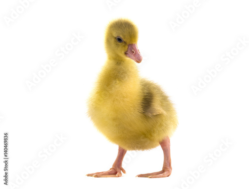 chicken goose