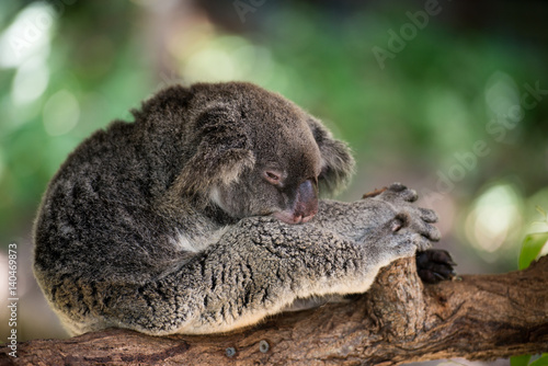 Fototapeta Naklejka Na Ścianę i Meble -  居眠り中のコアラ