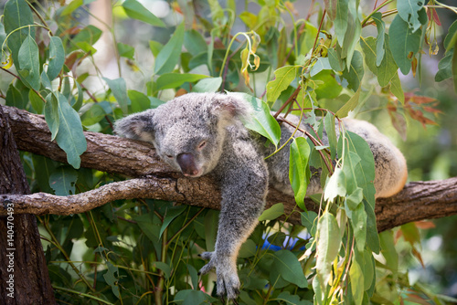 Fototapeta Naklejka Na Ścianę i Meble -  居眠り中のコアラ