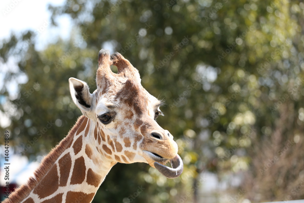 Obraz premium キリン