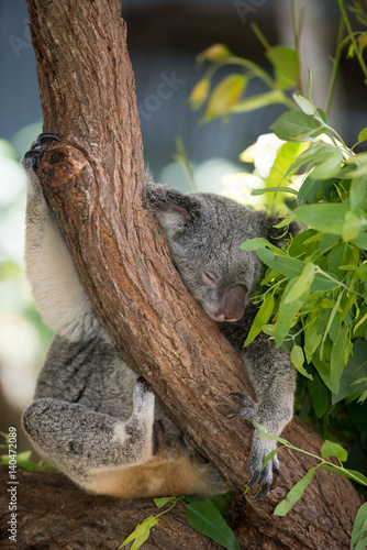 Fototapeta Naklejka Na Ścianę i Meble -  居眠り中のコアラ