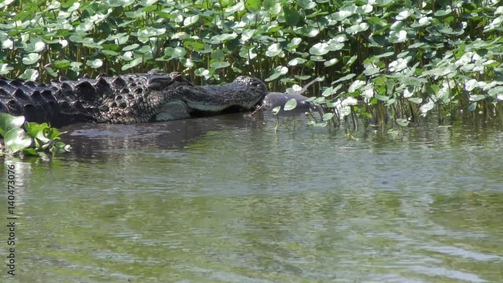 American Alligator downing a large fish in Florida wetlands American Alligator downing a large fish in Florida wetlands