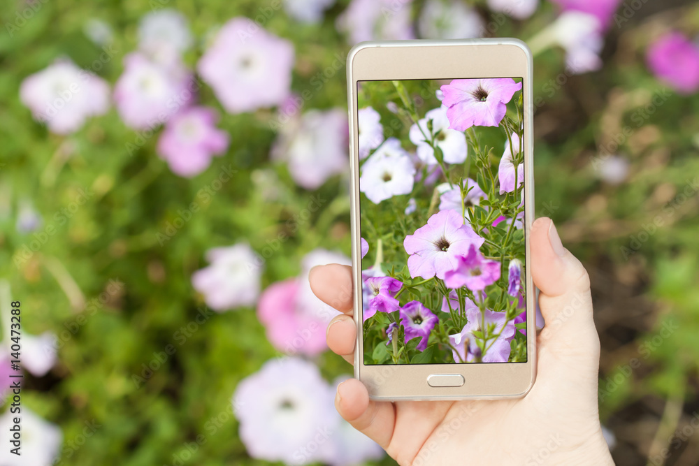 Woman's hand holding smartphone, taking pictures of flowers Woman's hand holding smartphone, taking pictures of flowers
