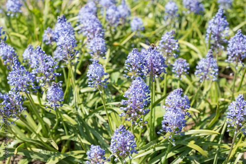 Bluebell flowers. Scilla litardiere