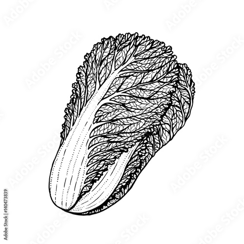 Hand drawn vector illustration of napa cabbage