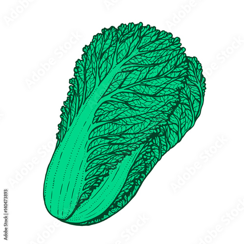 Hand drawn vector illustration of napa cabbage