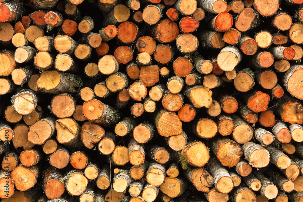 Felled tree trunks in the forest ready for transport. Felled tree trunks in the forest ready for transport.