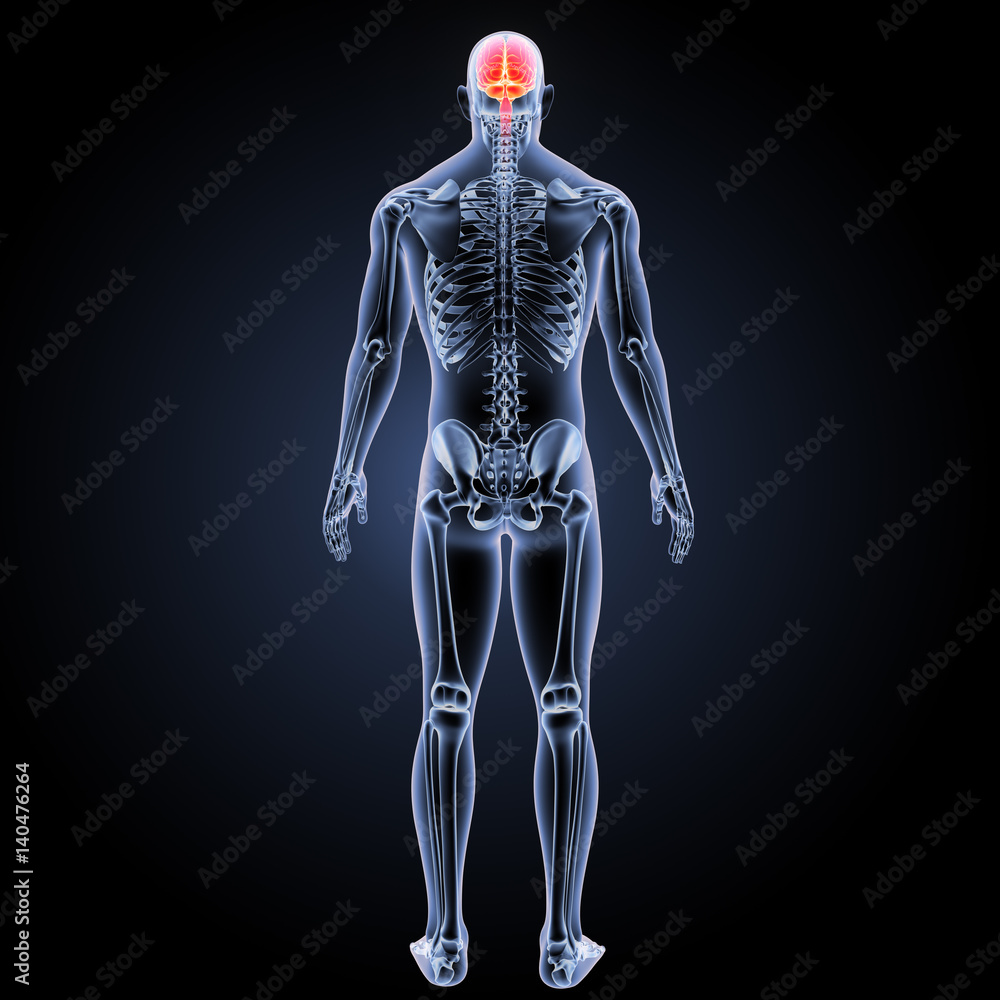Human brain posterior view Human brain posterior view