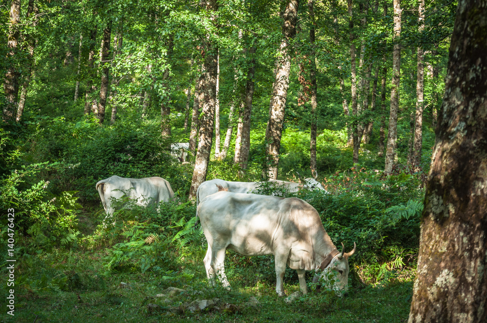 Fototapeta premium free-range cows in the forest