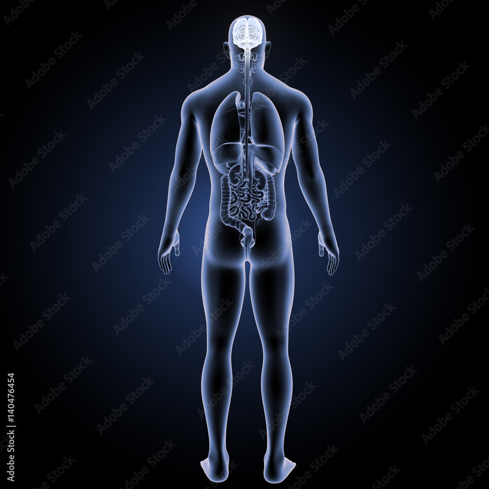 Brain with only organs posterior view Brain with only organs posterior view