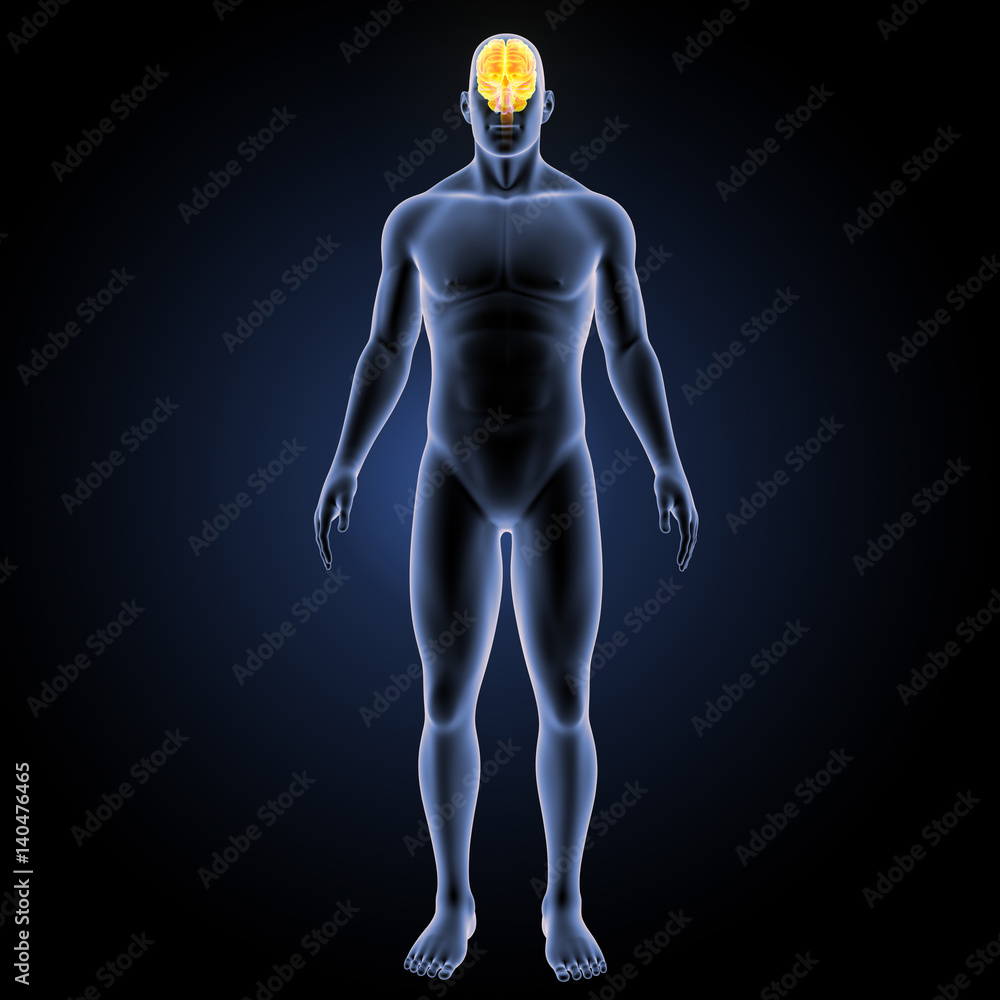Brain with body anterior view