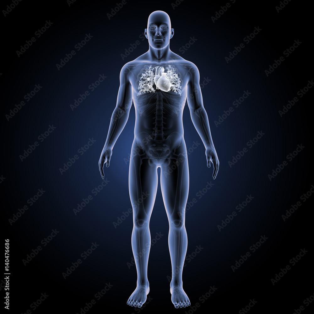 Heart white anterior view Heart white anterior view