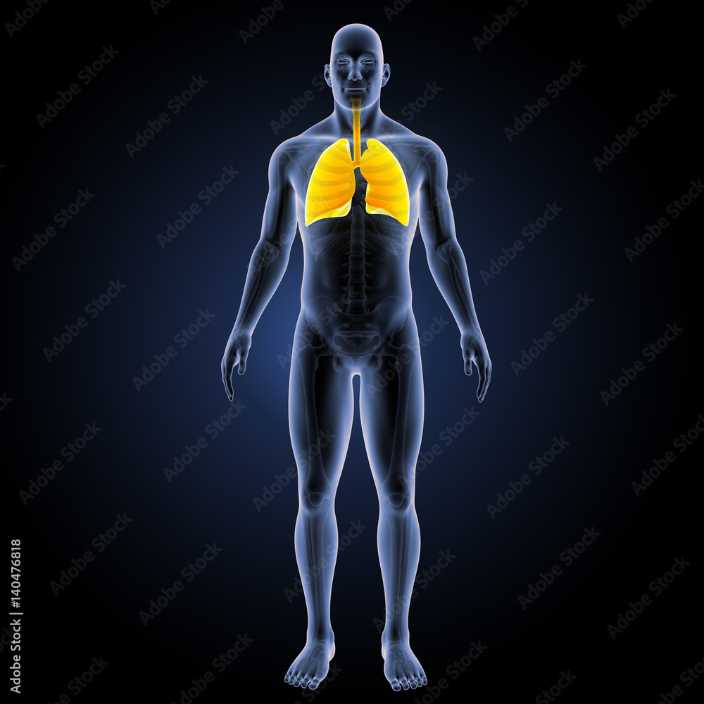 Lungs yellow anterior view Lungs yellow anterior view