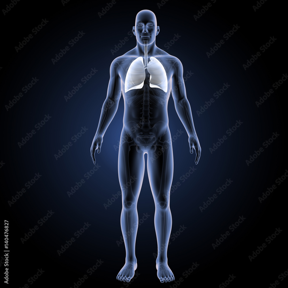 Lungs white anterior view. Lungs white anterior view.