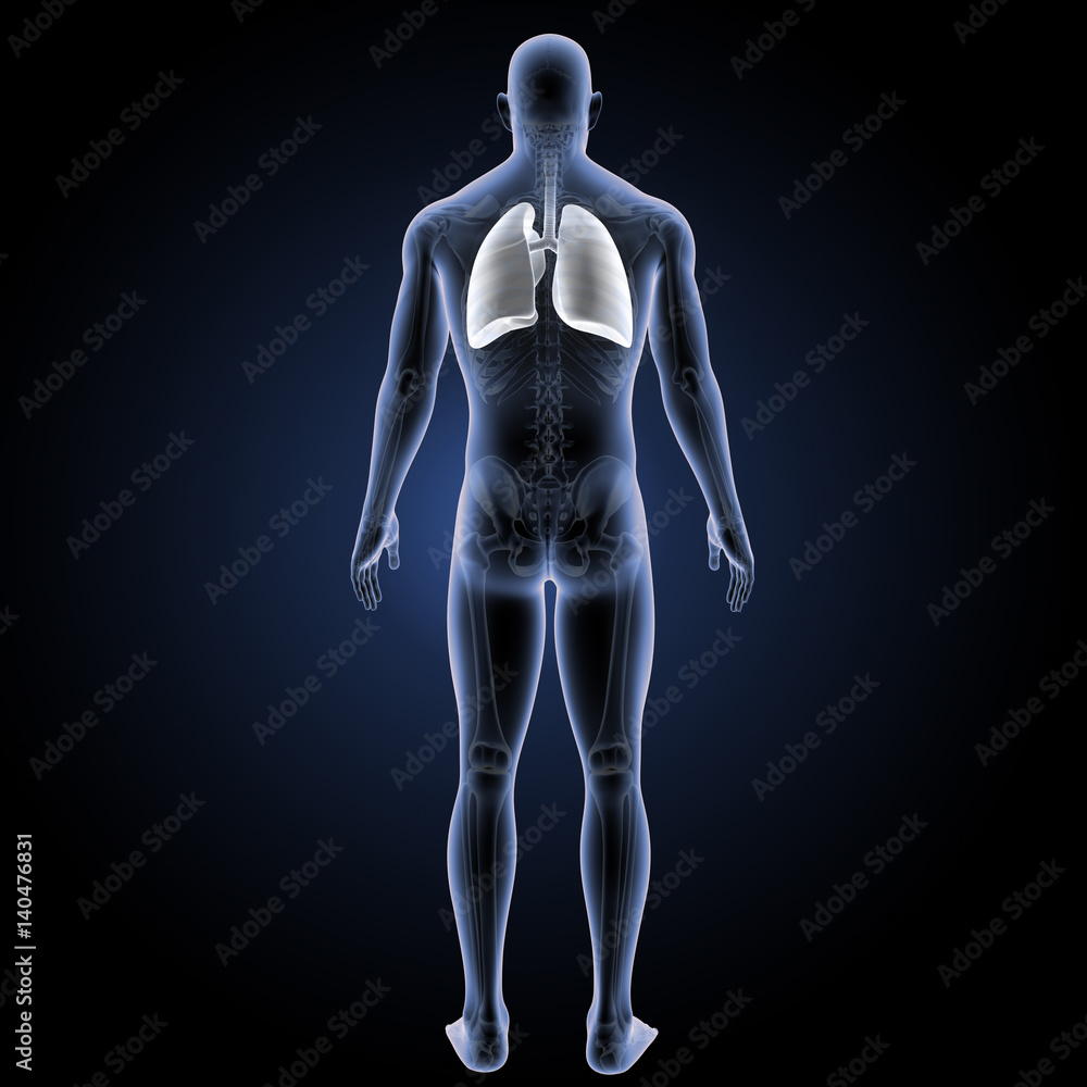 Lungs white posterior view