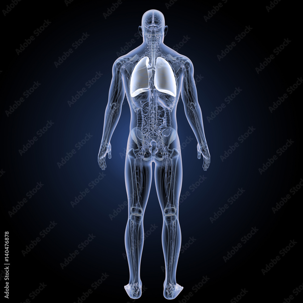 Lungs with complete anatomy posterior view Lungs with complete anatomy posterior view