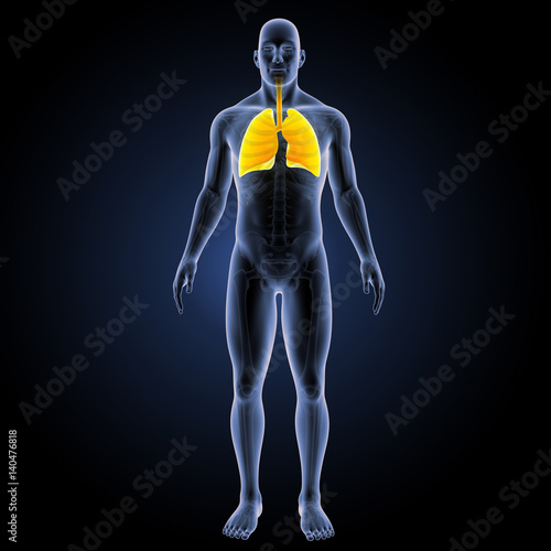 Lungs yellow anterior view