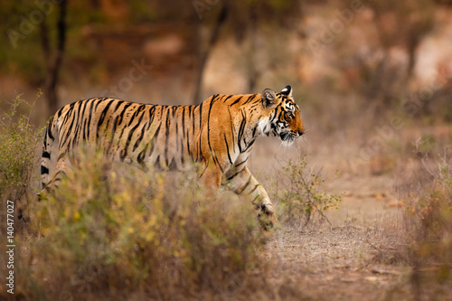 Young tiger female in a beautiful place full of color/wild animal in the nature habitat/India/big cats/endangered animals/close up with tigress photo