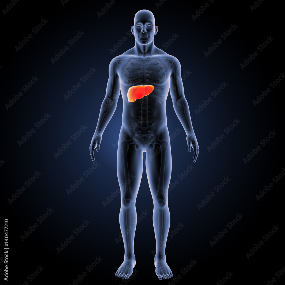 Liver with skeleton anterior view Liver with skeleton anterior view