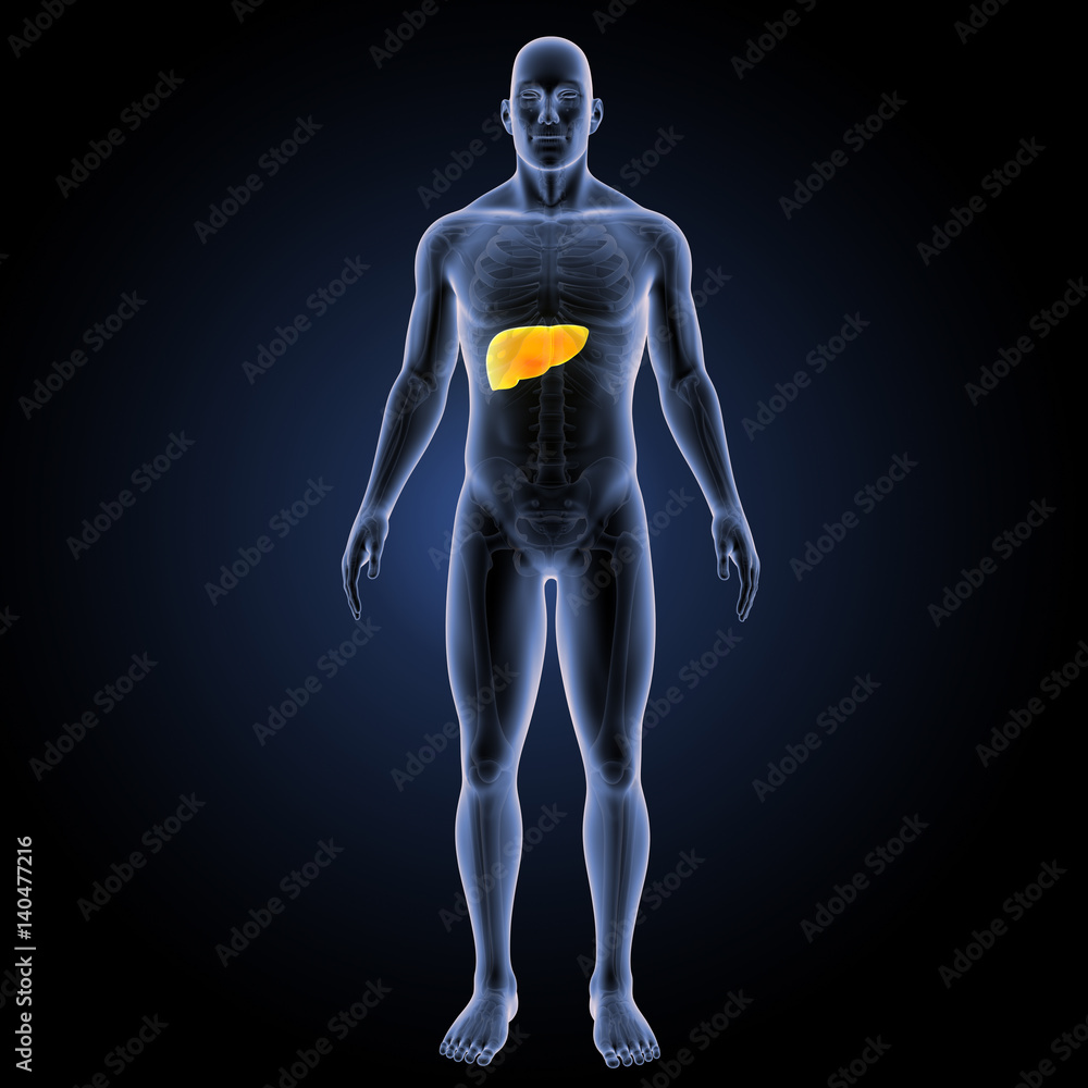 Liver with skeleton anterior view Liver with skeleton anterior view