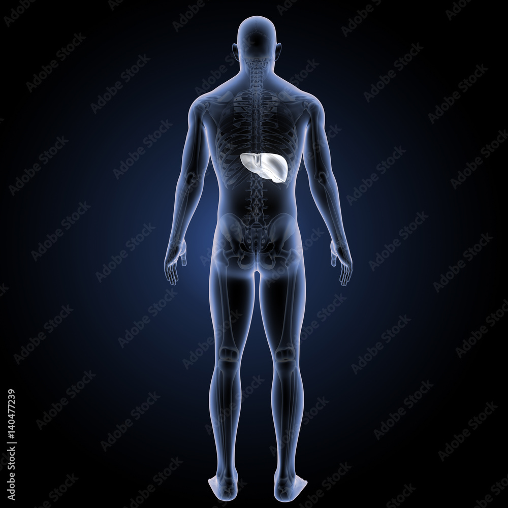 Liver with skeleton posterior view Liver with skeleton posterior view