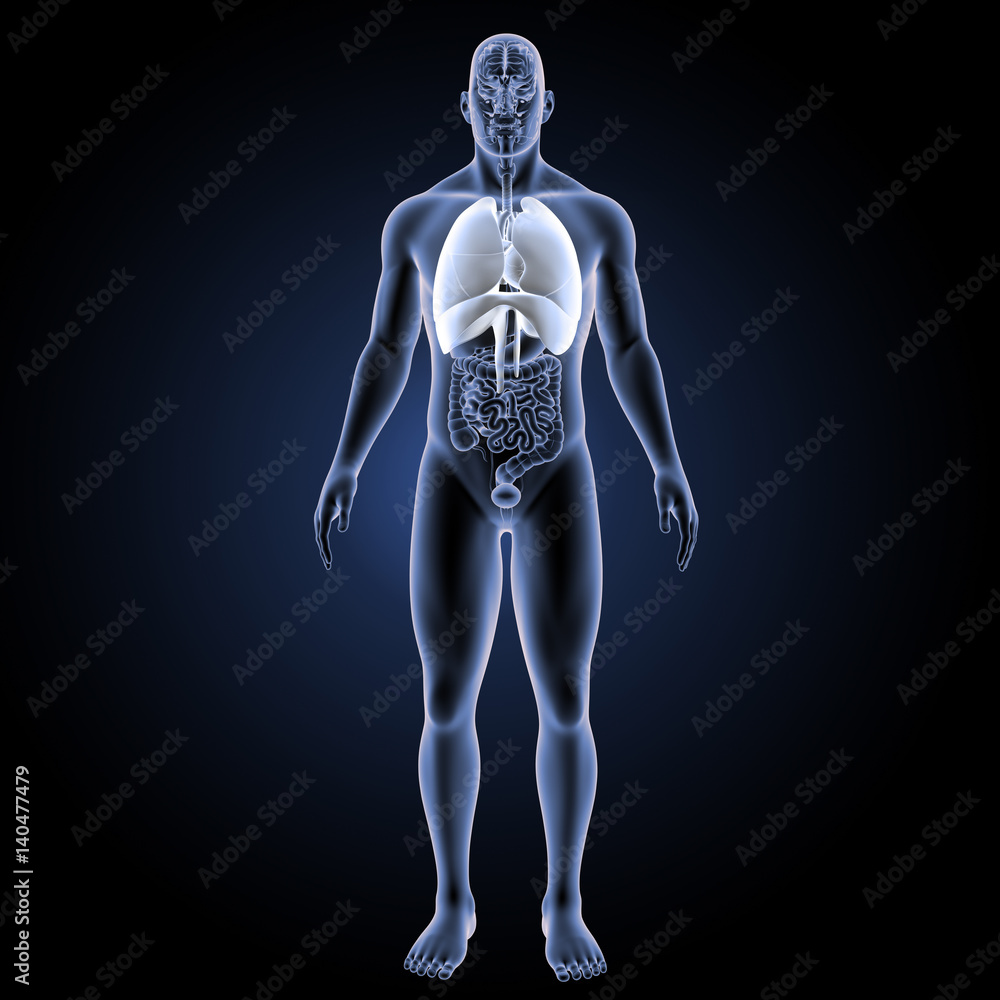 Heart lungs with diaphragm with organs anterior view Heart lungs with diaphragm with organs anterior view