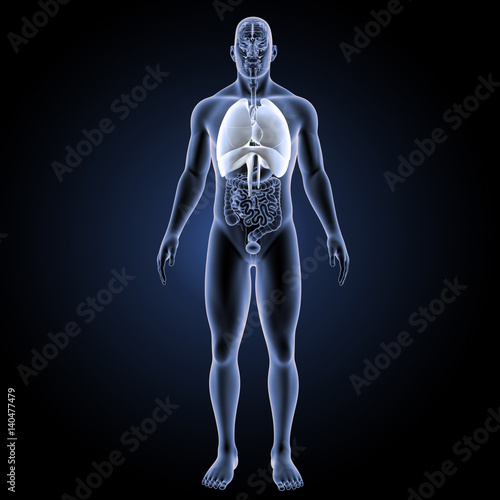 Heart lungs with diaphragm with organs anterior view © 7activestudio