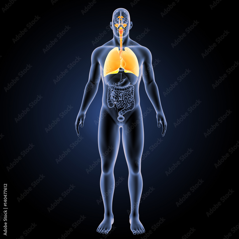 Respiratory system with organs anterior view Respiratory system with organs anterior view