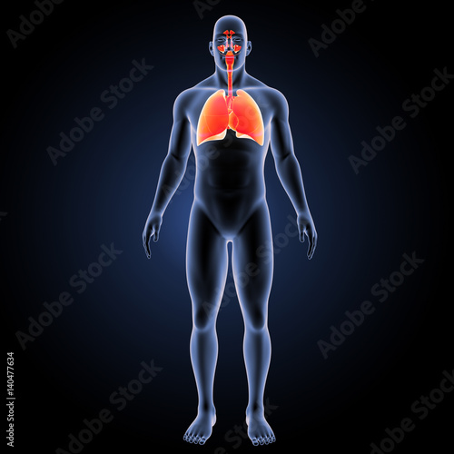 Respiratory system with body anterior view