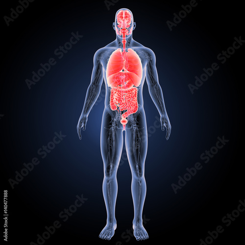Organs with circulatory system anterior view