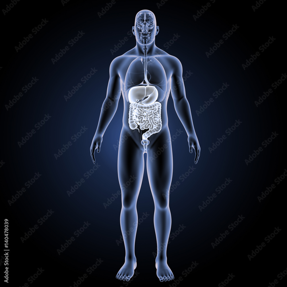 Digestive system with organs anterior view Digestive system with organs anterior view