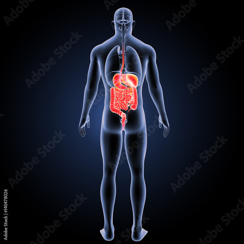 Digestive system with organs posterior view