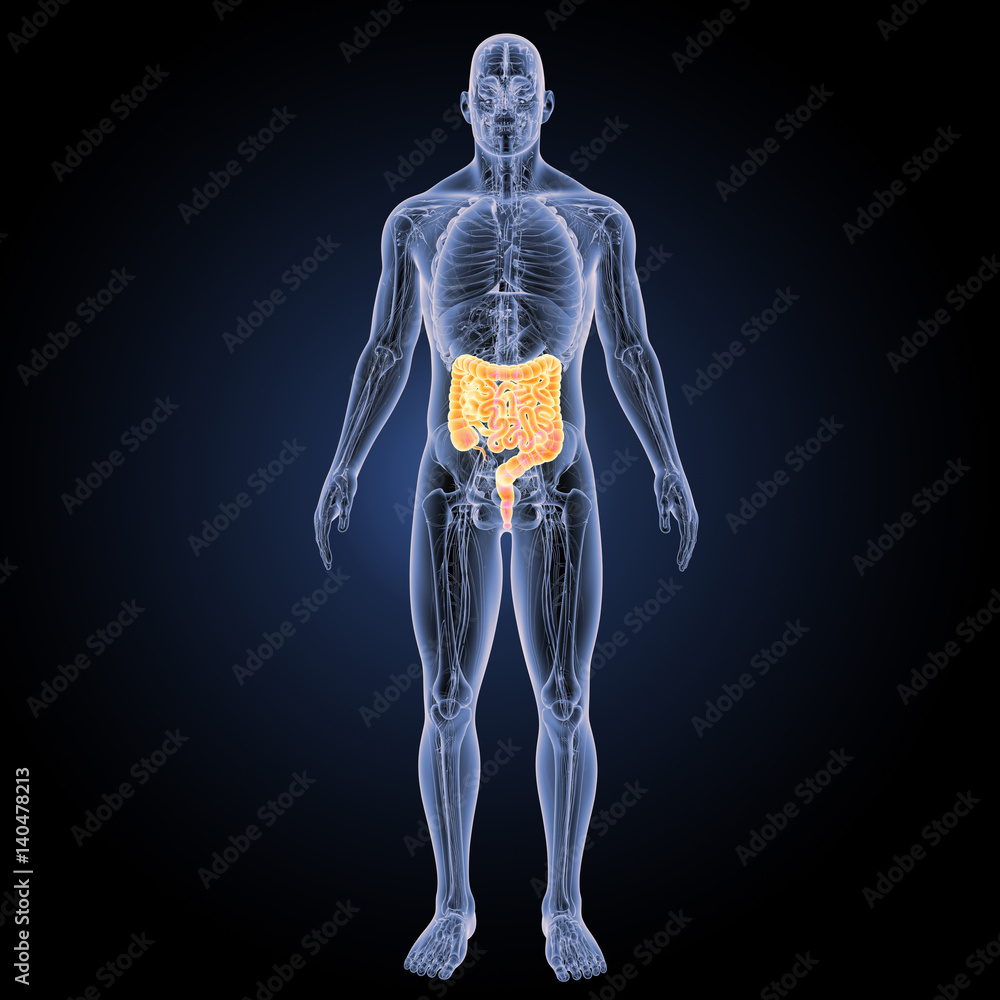 Intestine with anatomy anterior view Intestine with anatomy anterior view